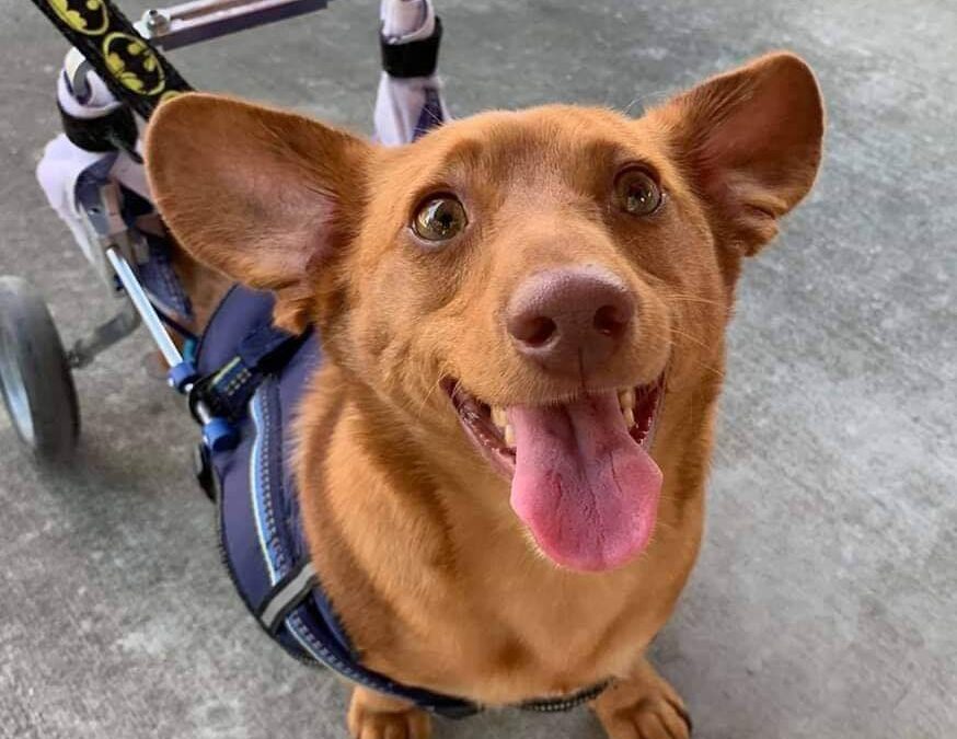 Woman Pleads Guilty To Aggravated Animal Cruelty In Case Of Dog With Missing Legs